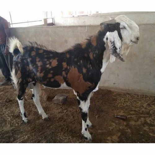 bakra image
