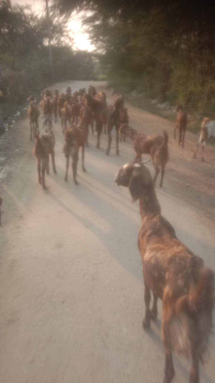 bakra image