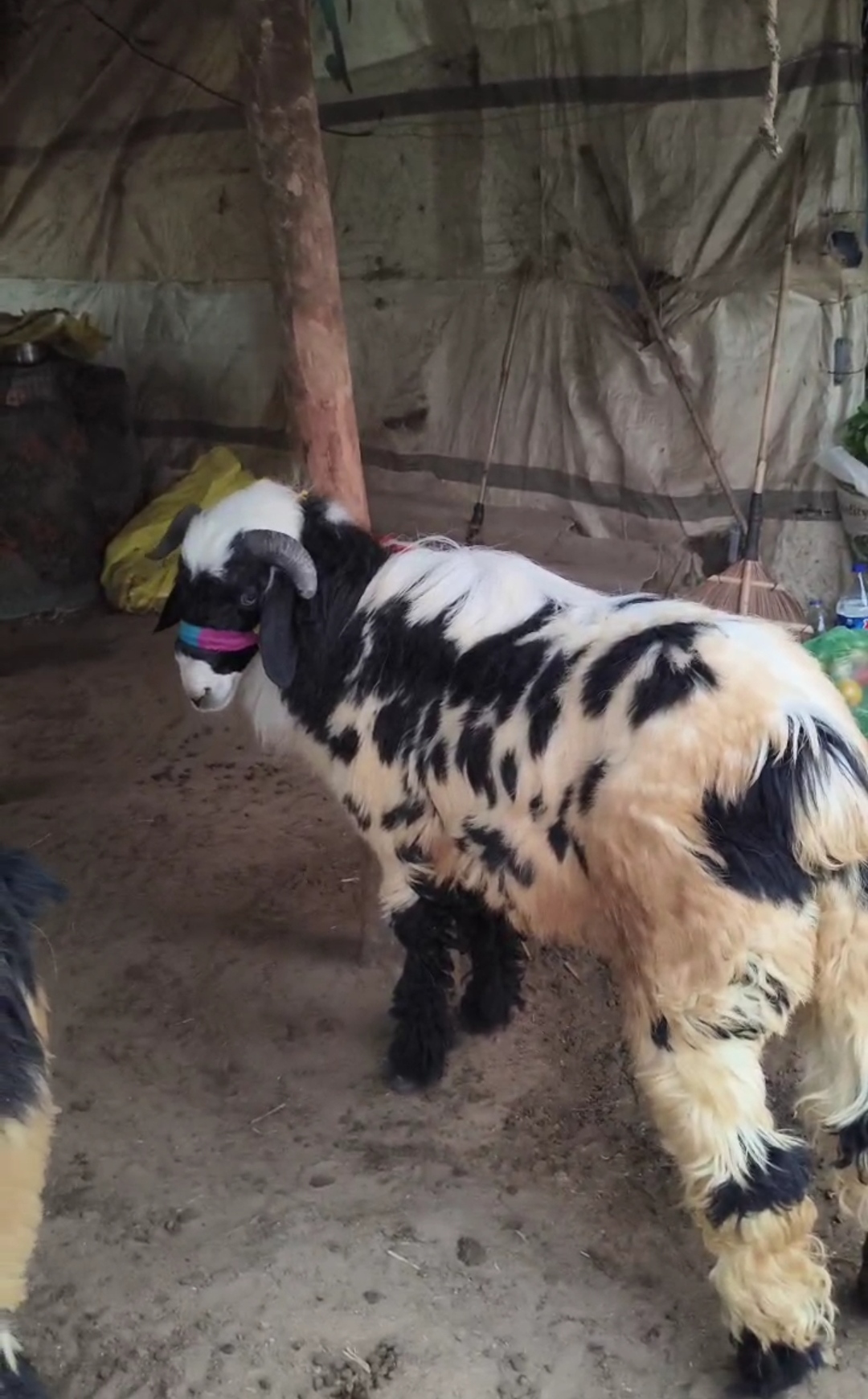 bakra image