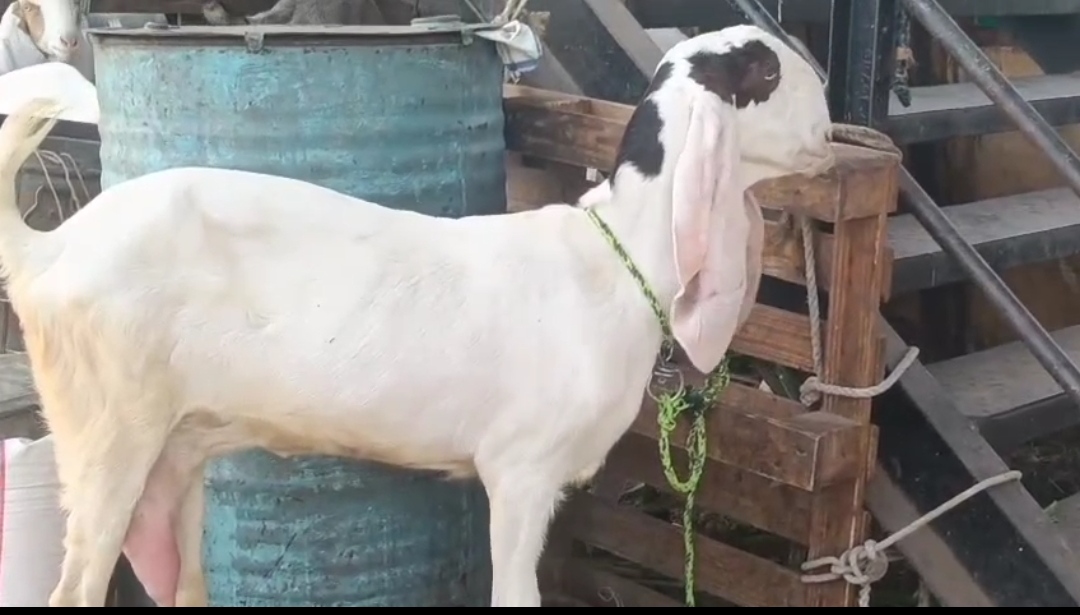 bakra image