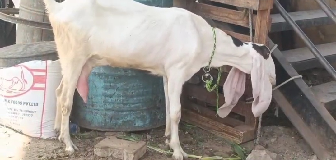 bakra image