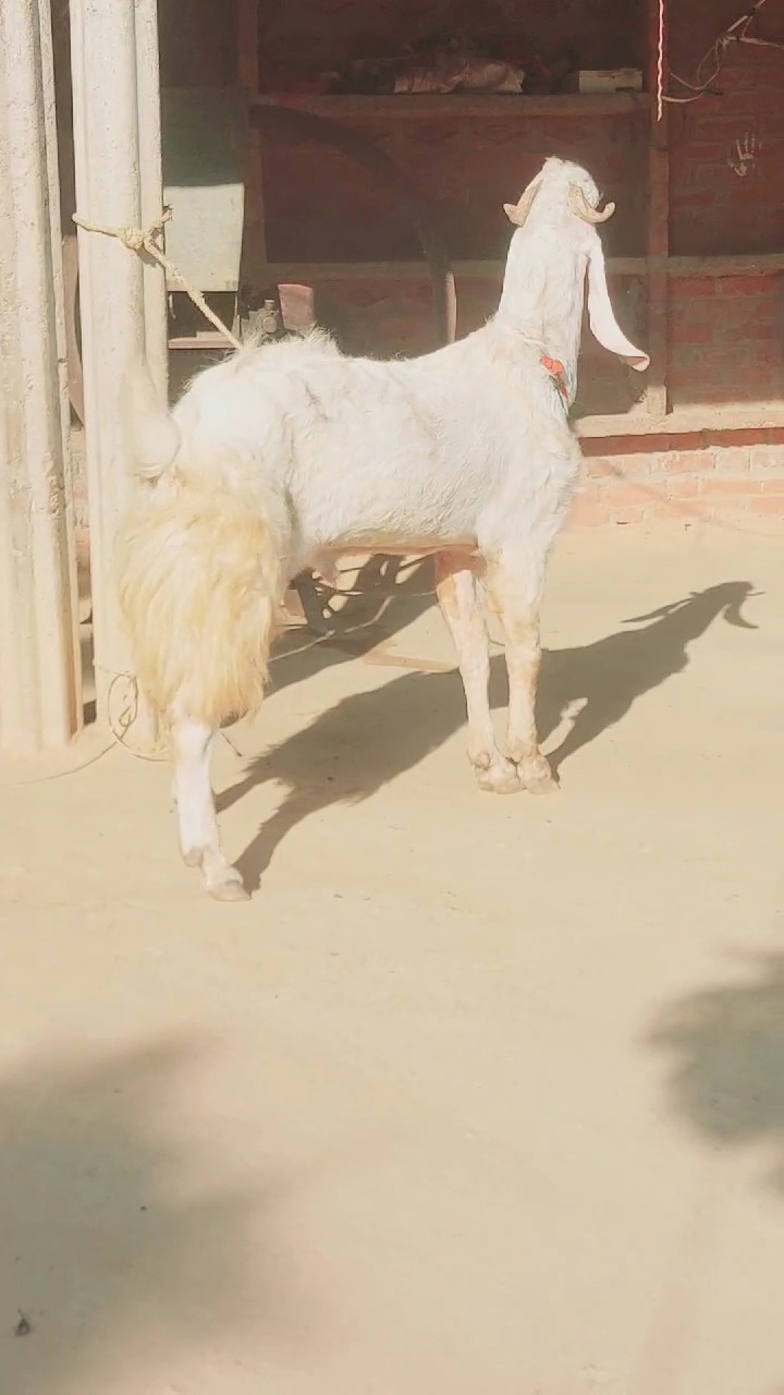 bakra image