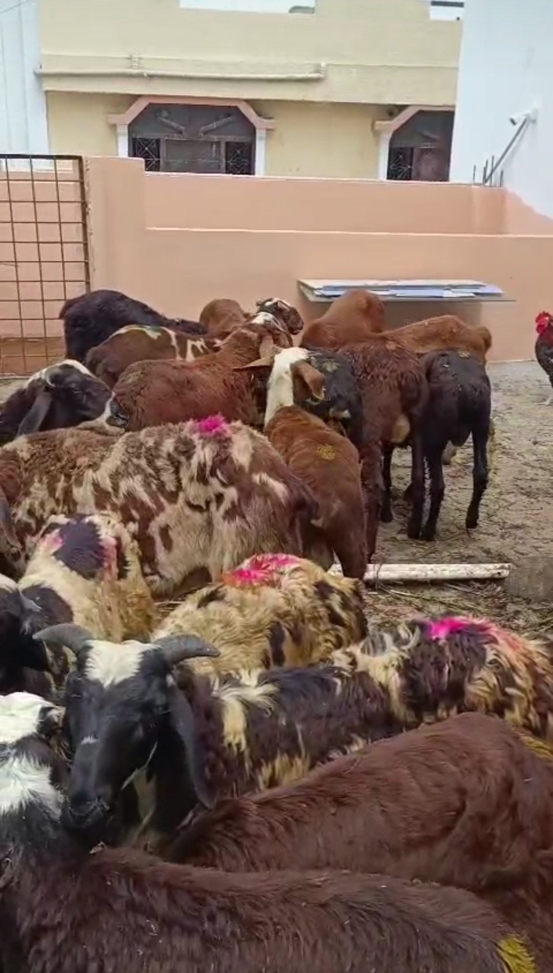 bakra image