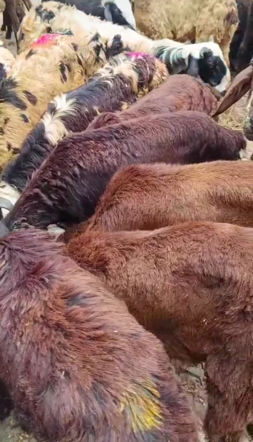 bakra image