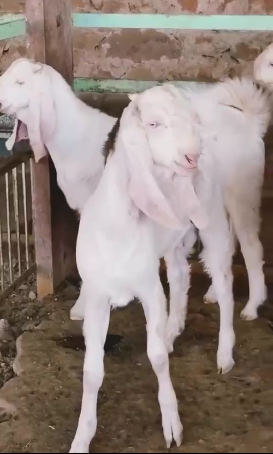 bakra image