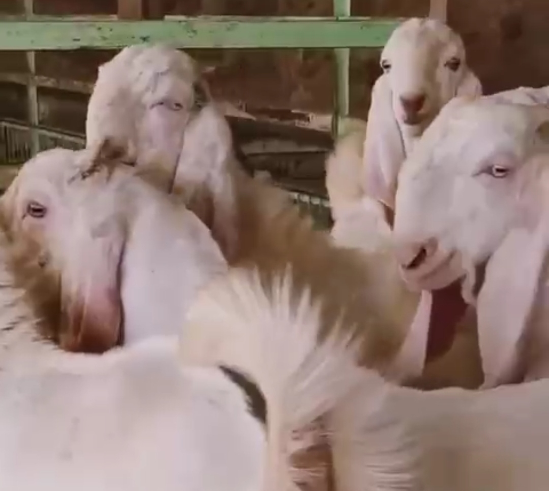 bakra image