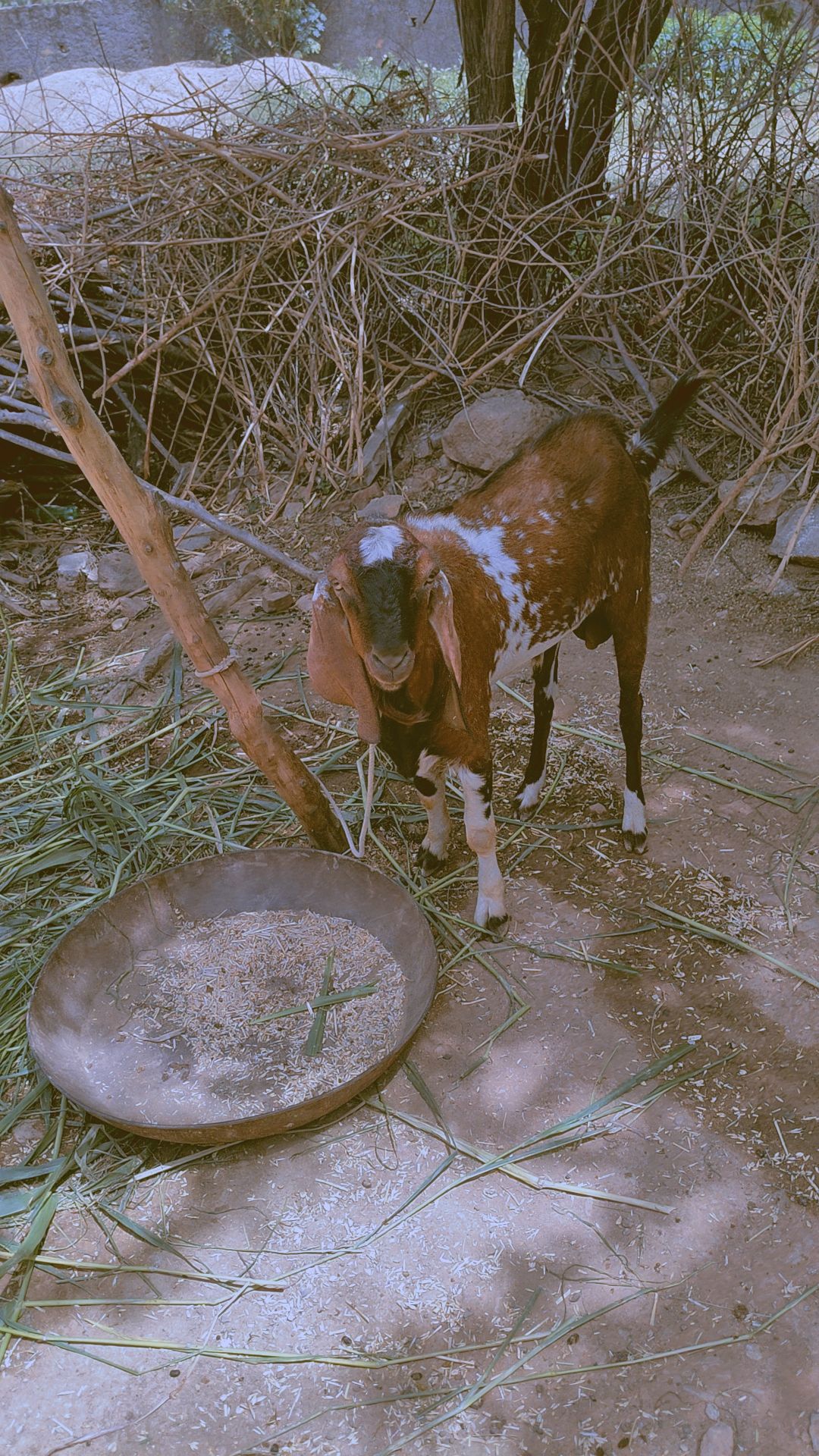 bakra image