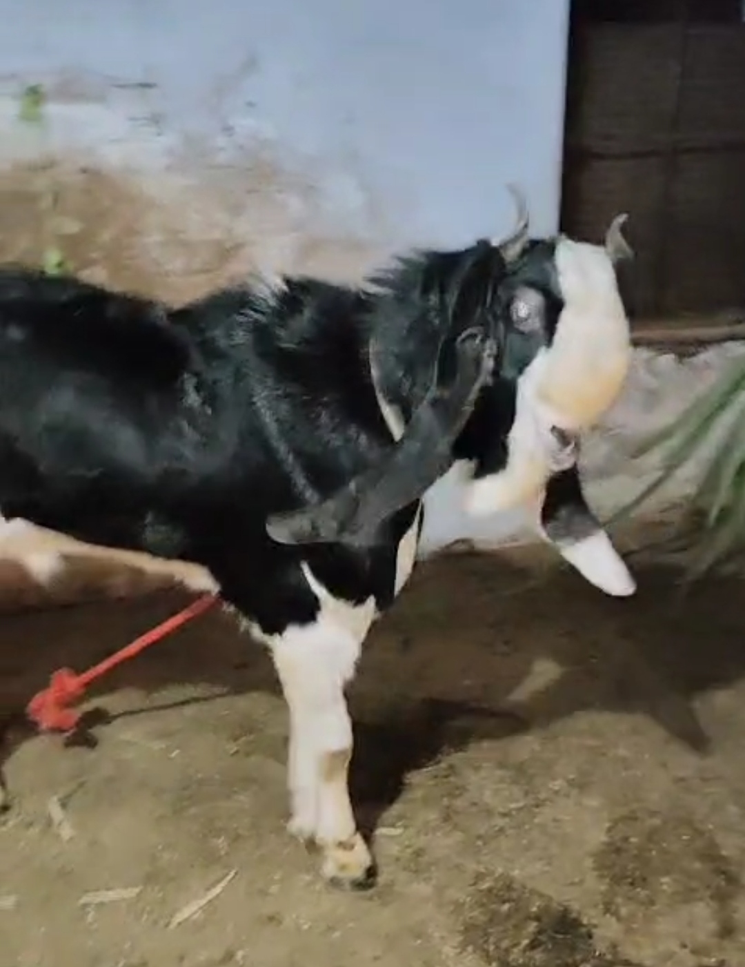 bakra image