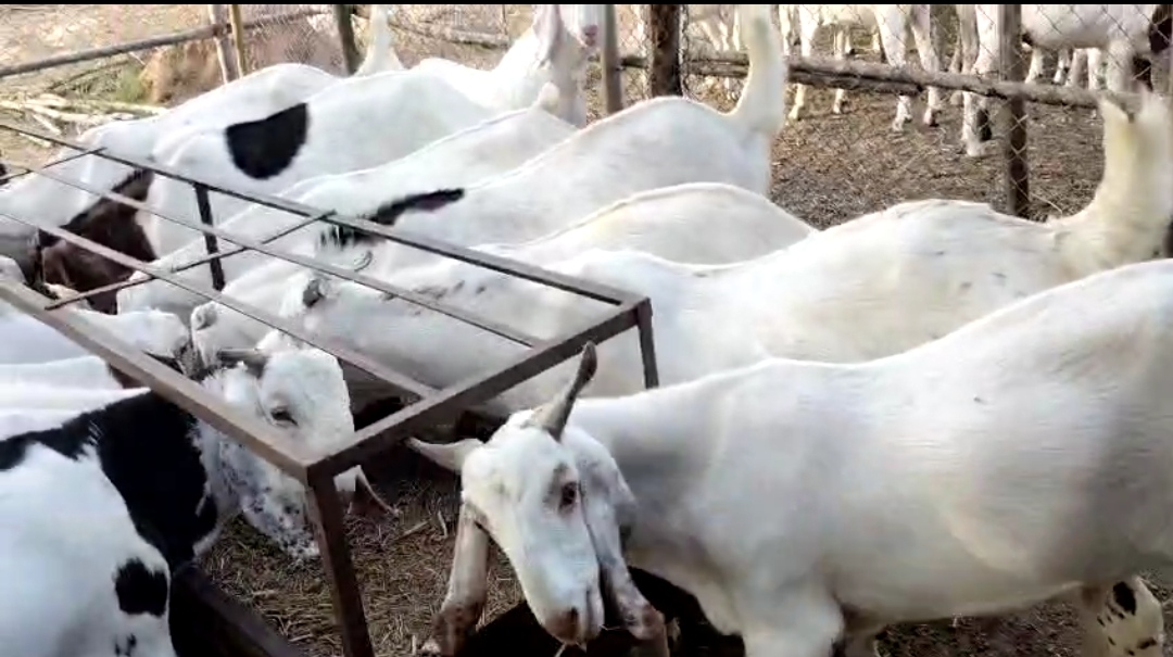 bakra image