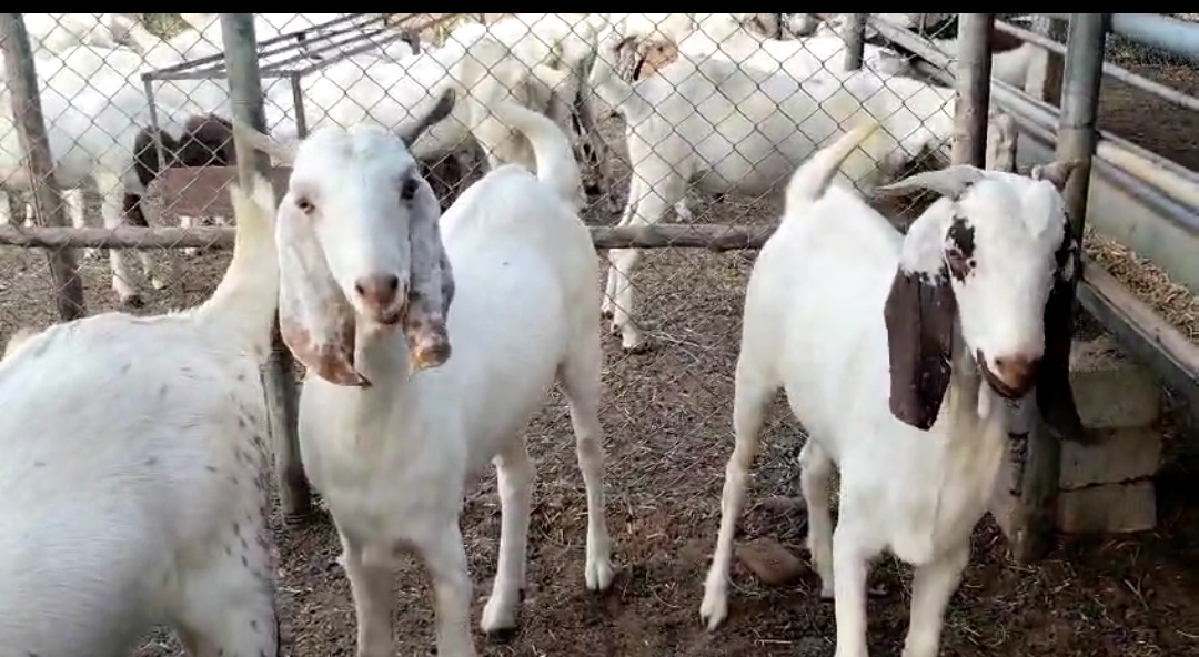 bakra image