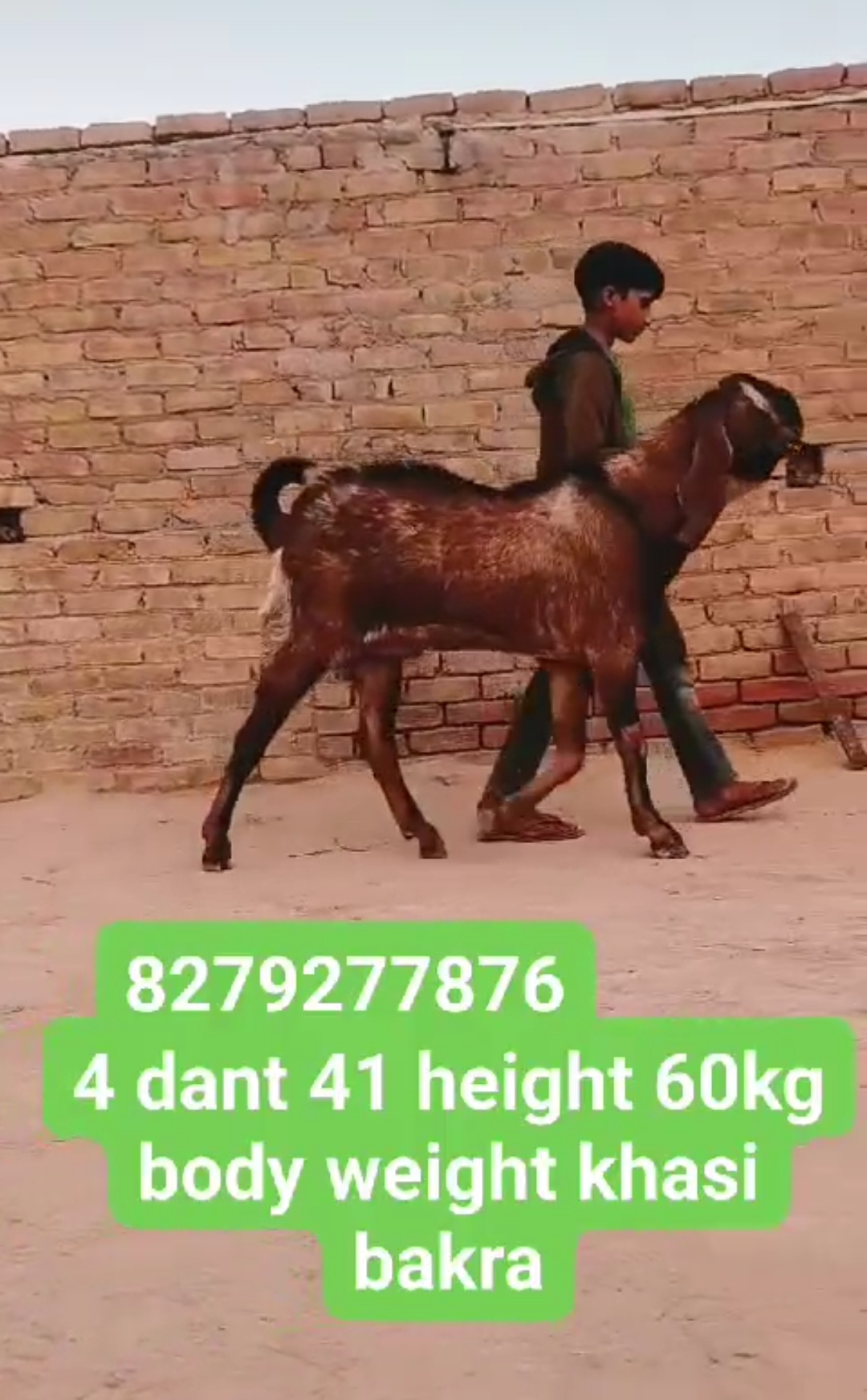 bakra image