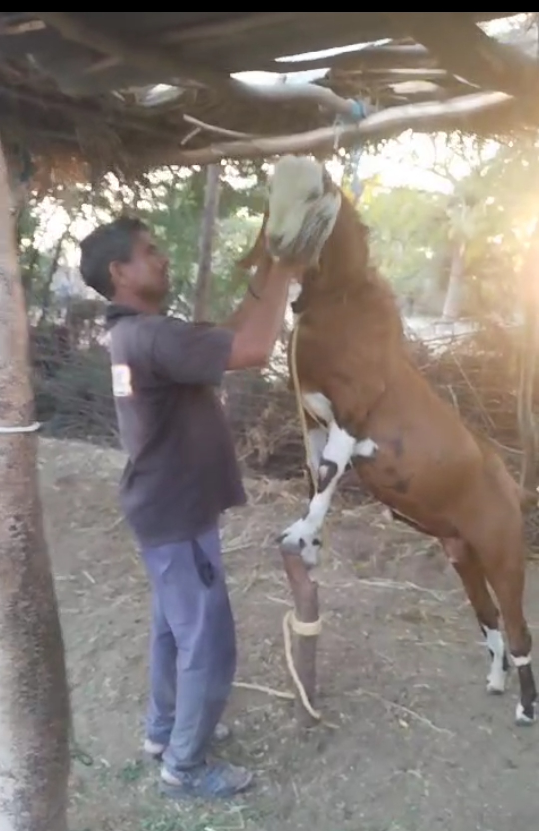 bakra image