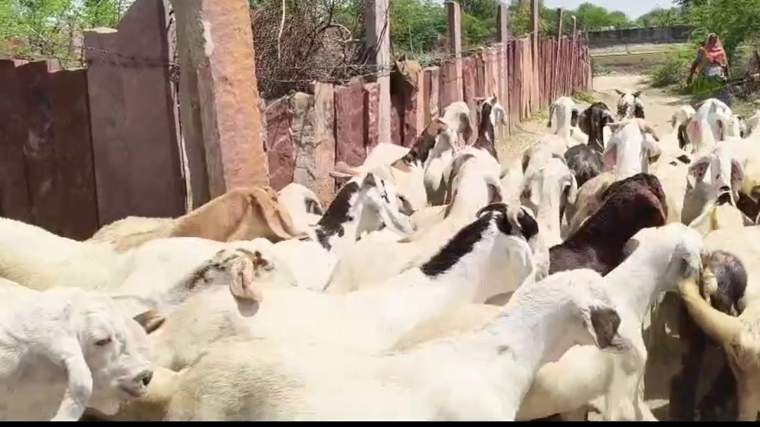 bakra image