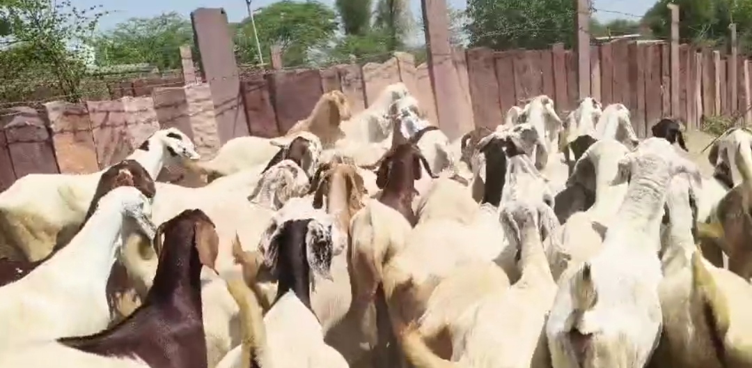 bakra image