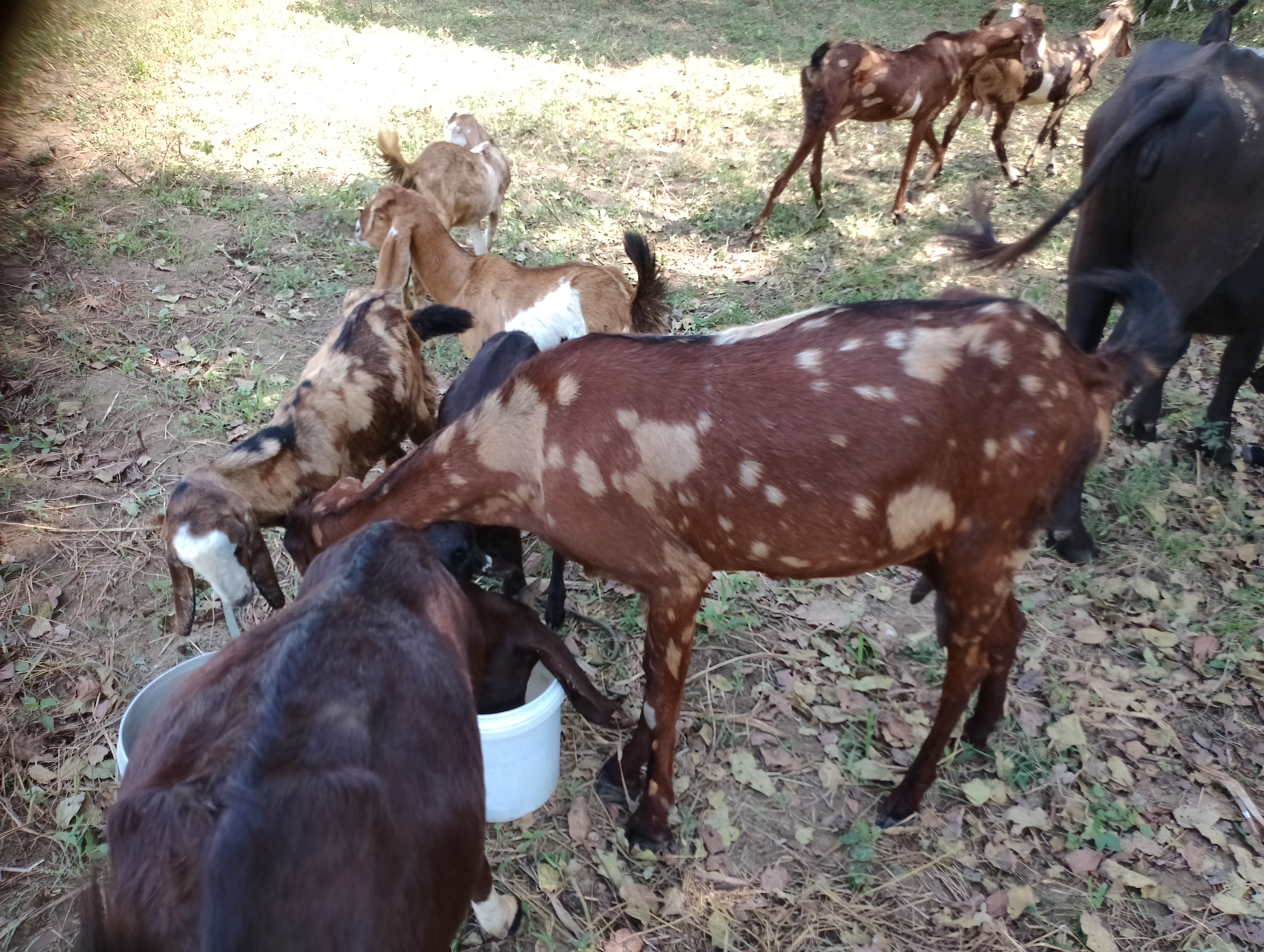 bakra image