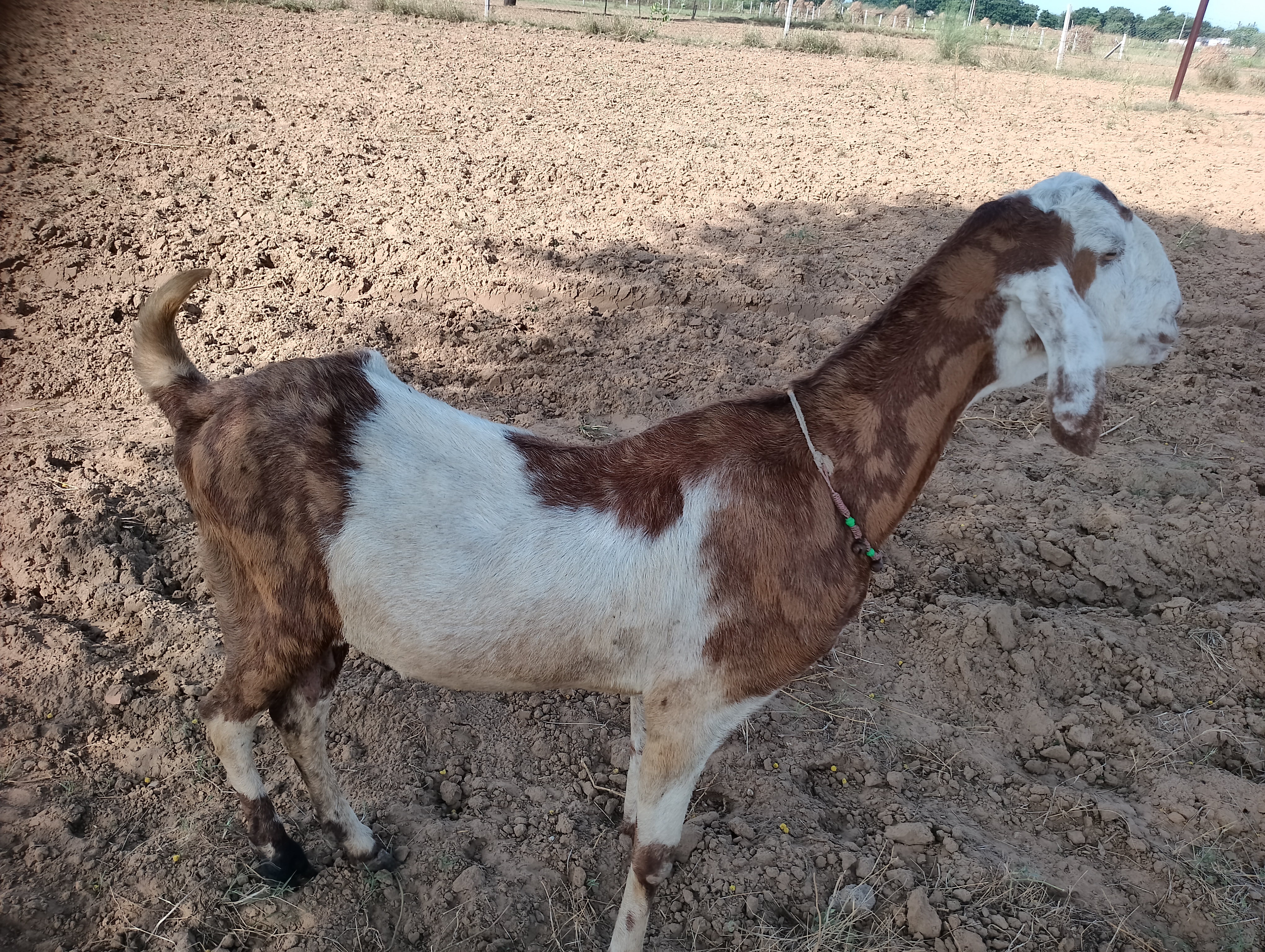 bakra image