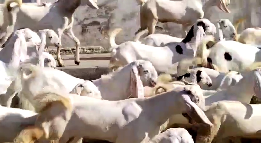 bakra image