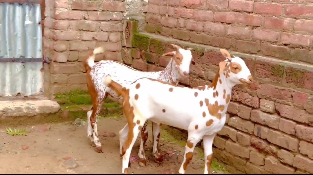 bakra image