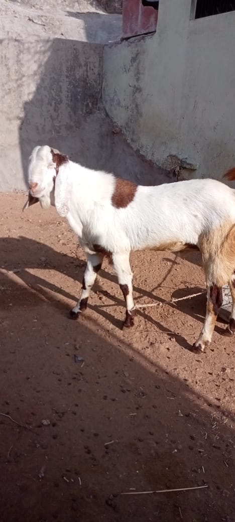 bakra image