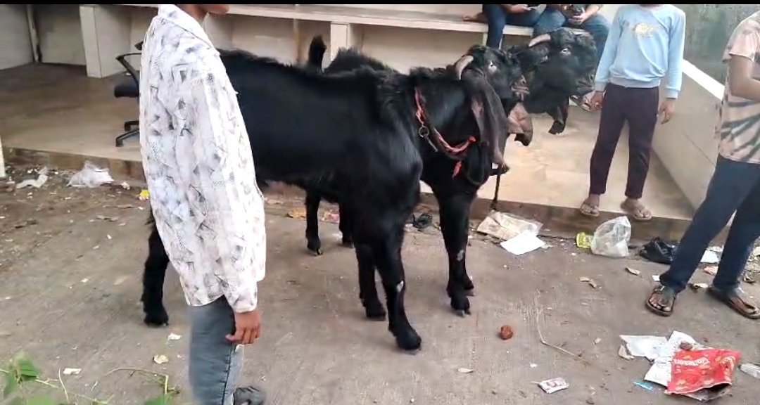 bakra image