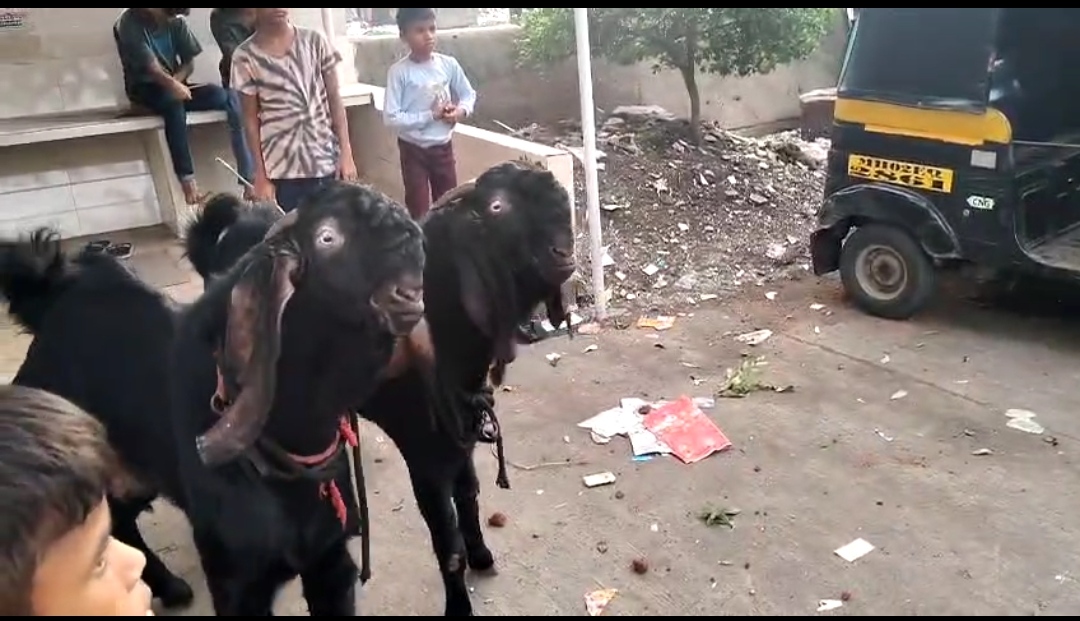 bakra image