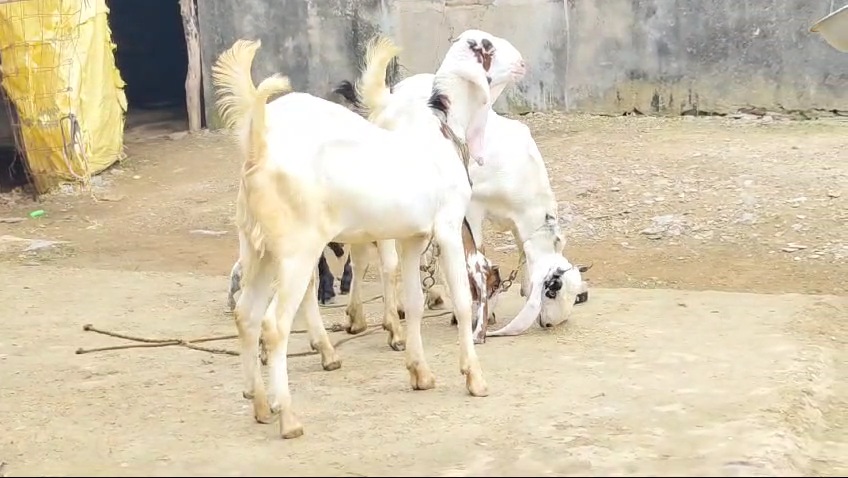 bakra image