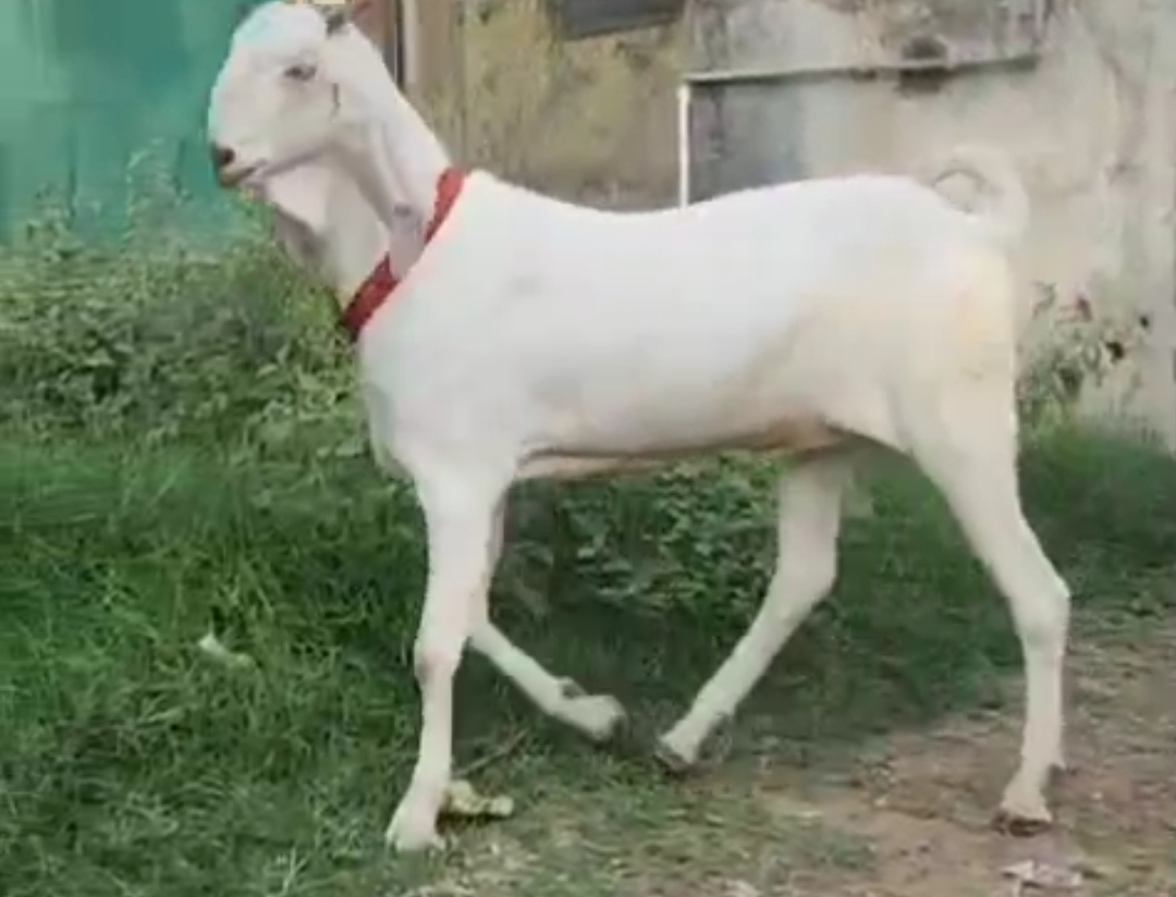 bakra image