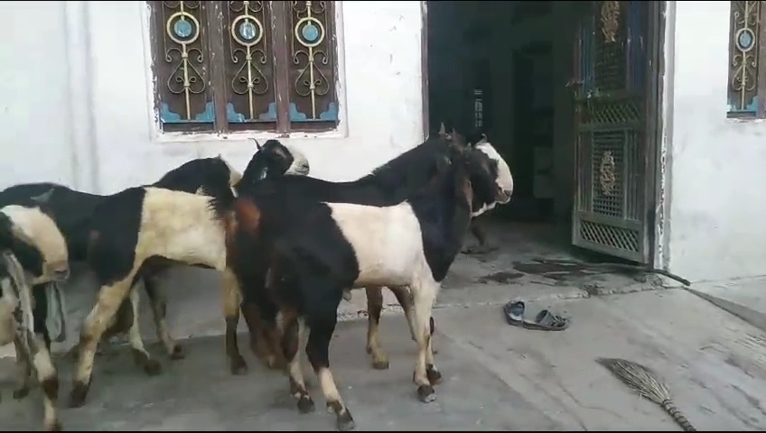 bakra image