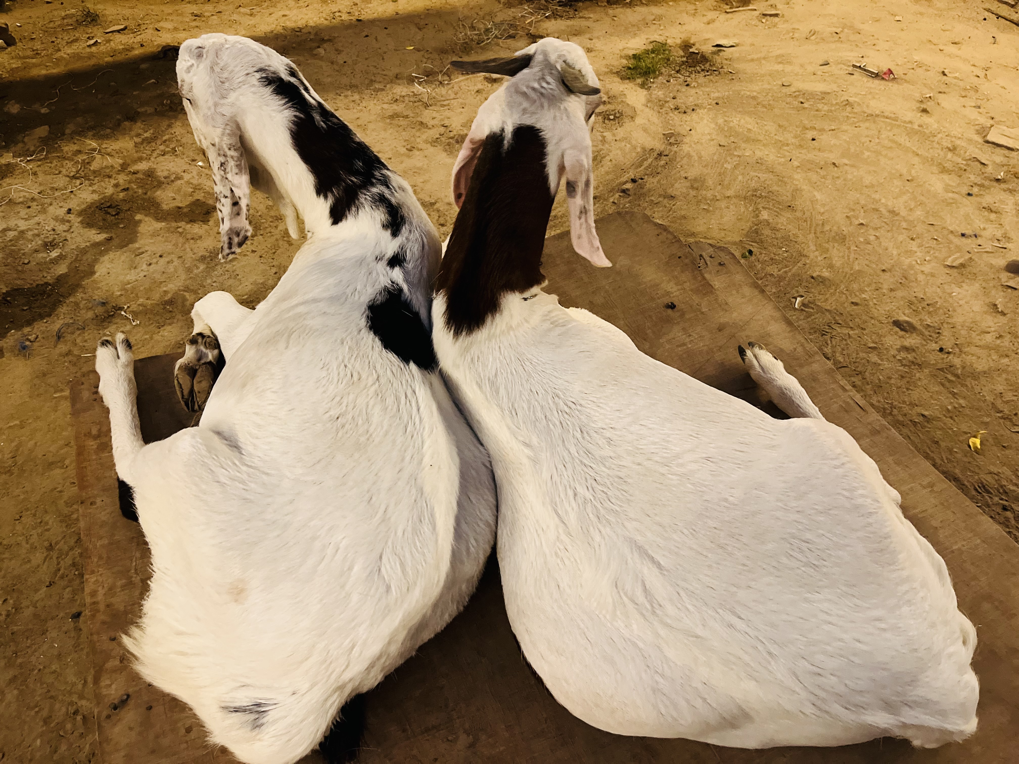 bakra image