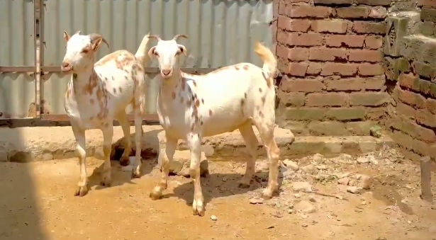 bakra image