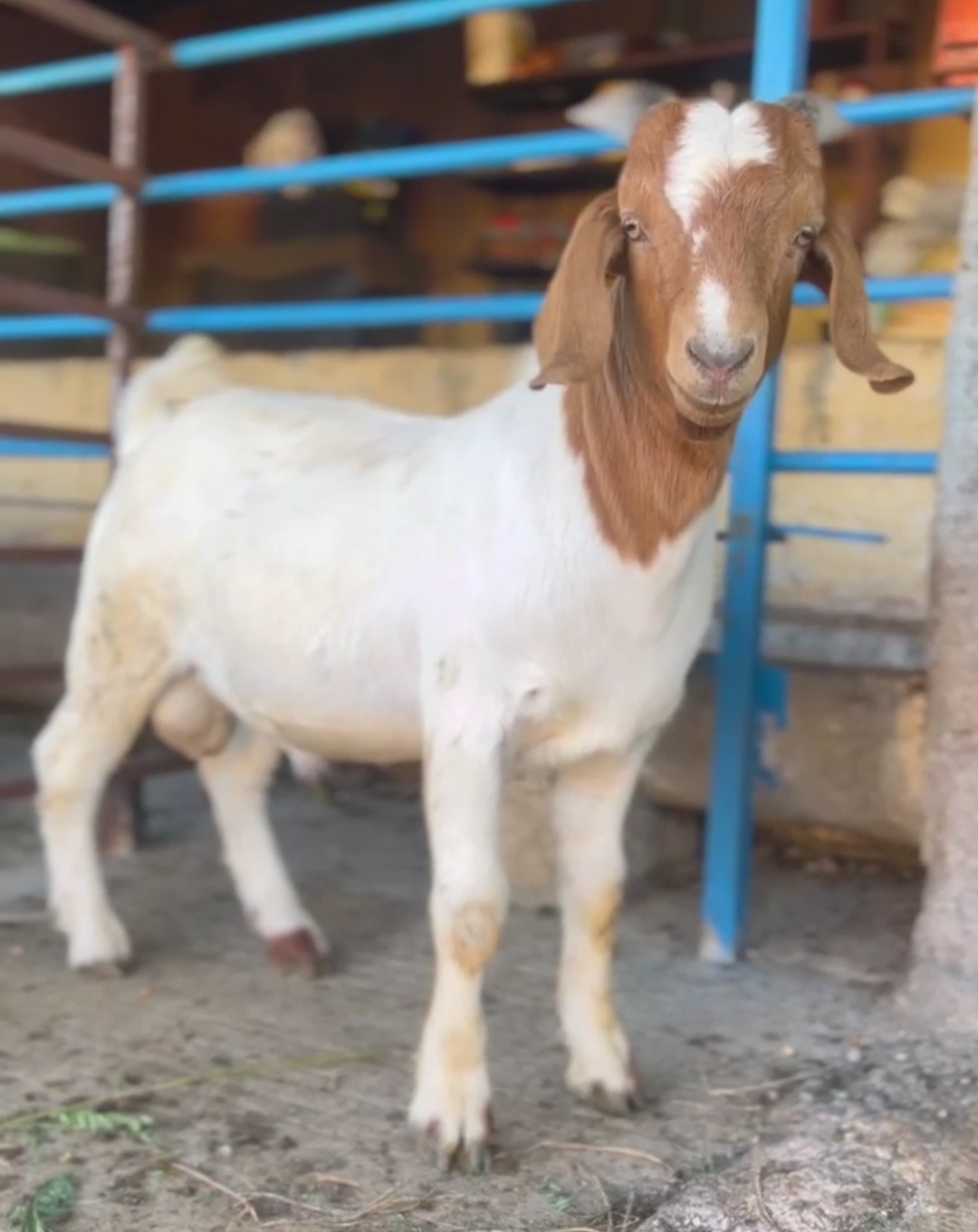 bakra image