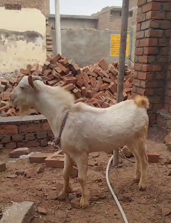 bakra image