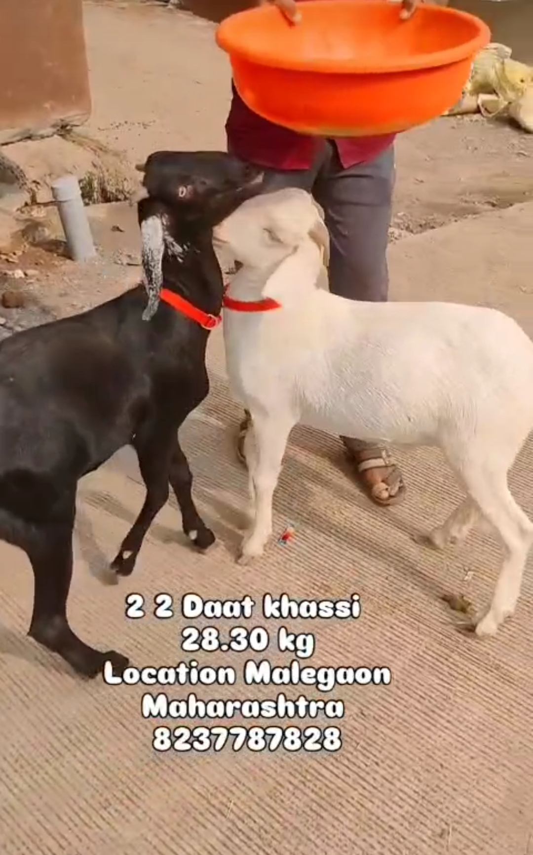 bakra image