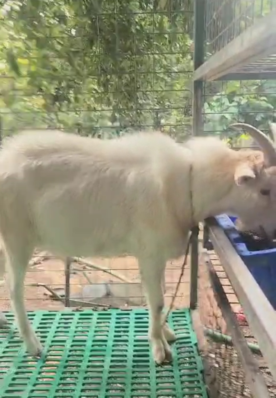 bakra image