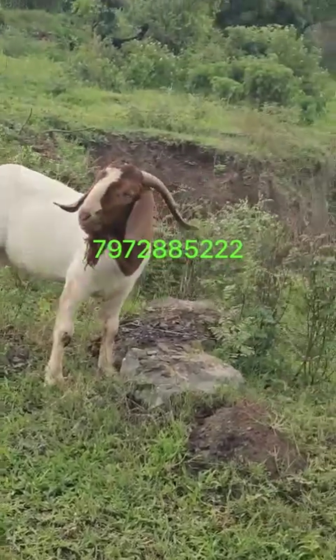 bakra image