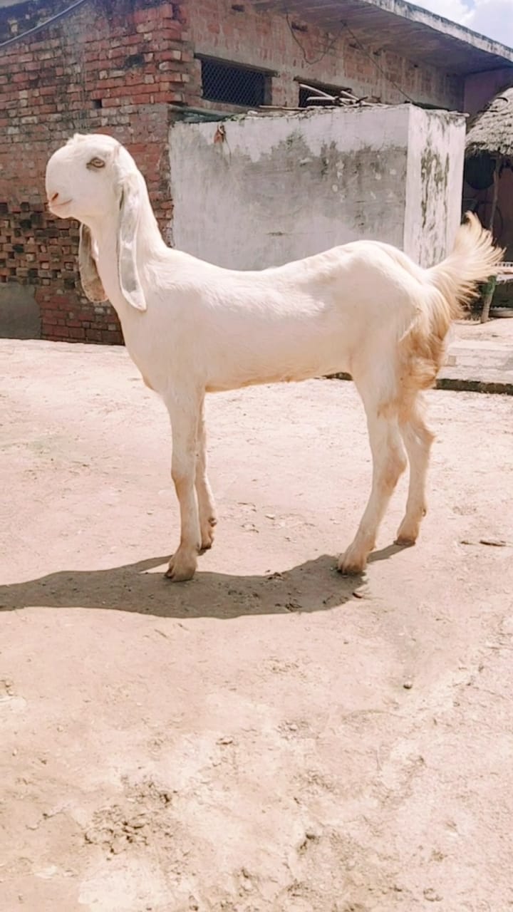 bakra image