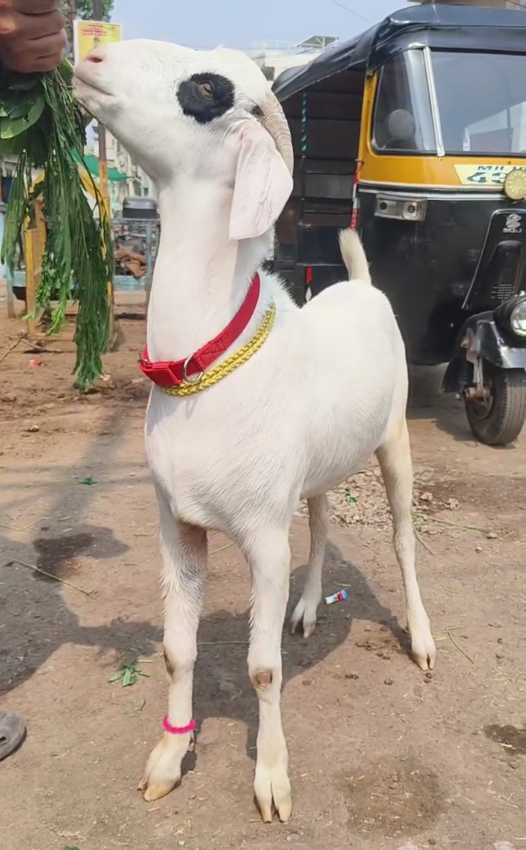 bakra image