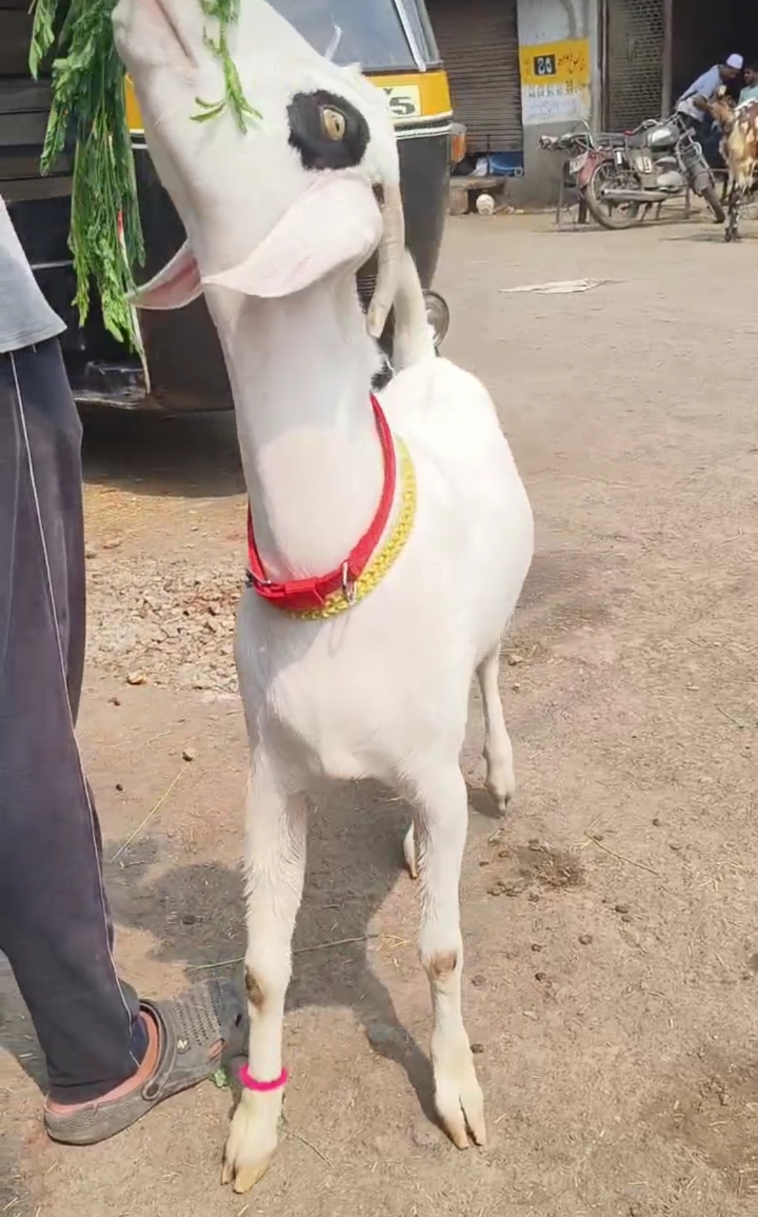 bakra image