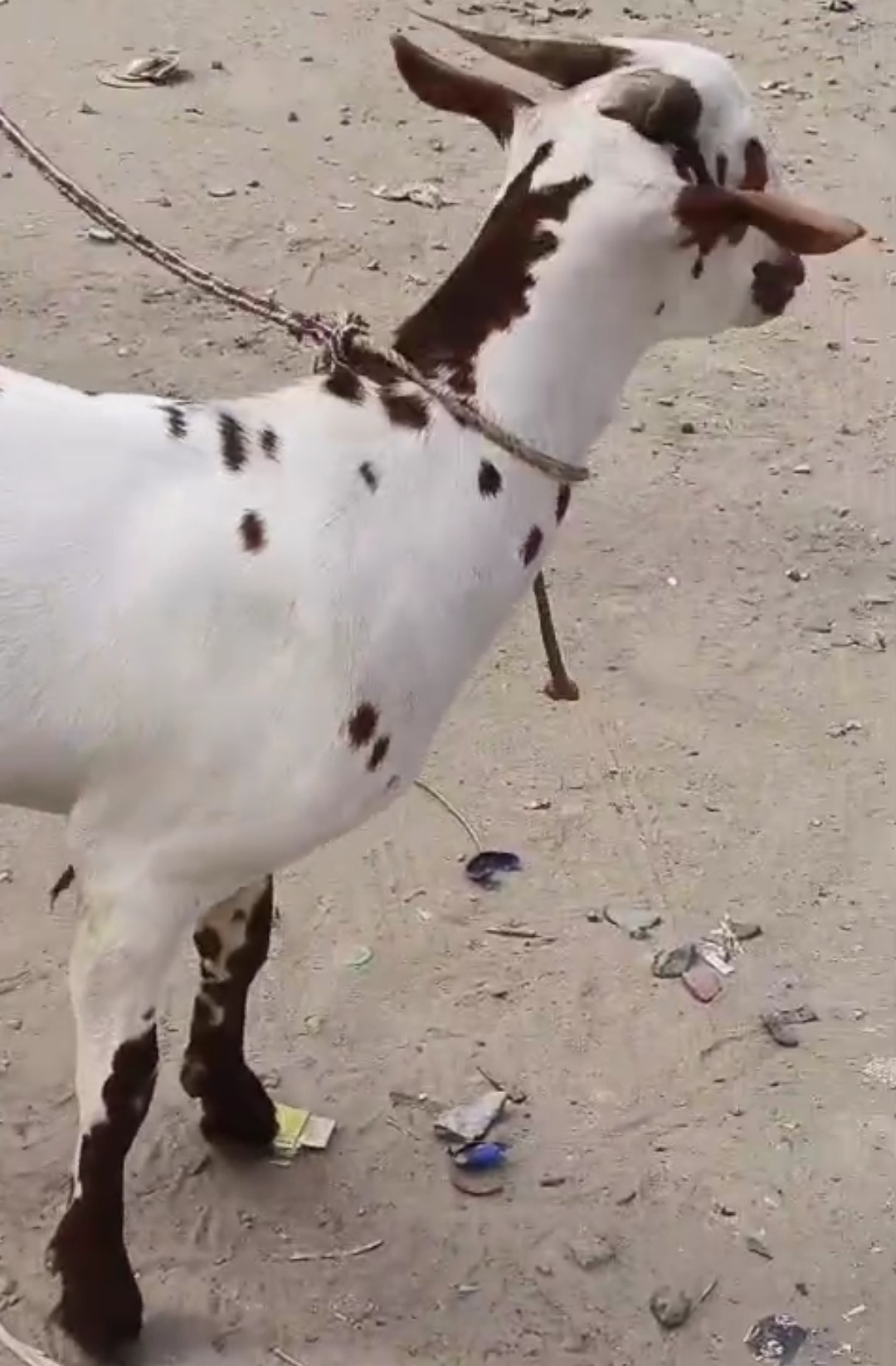bakra image