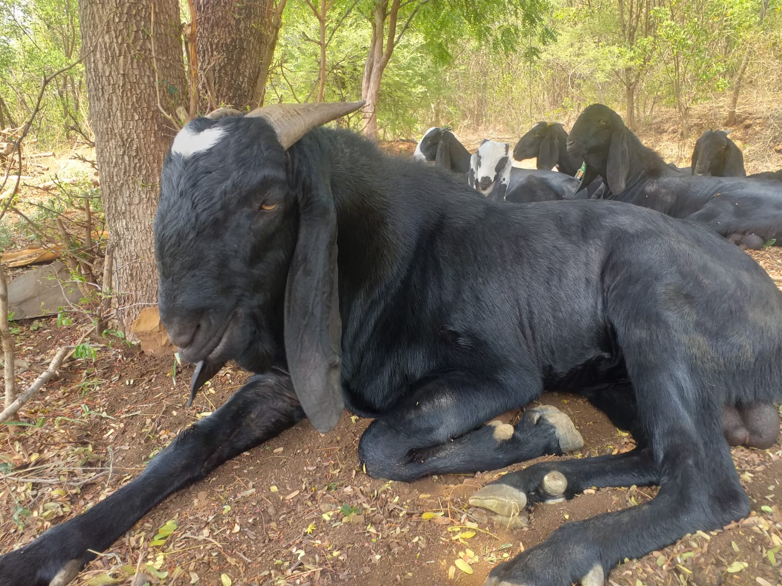 bakra image