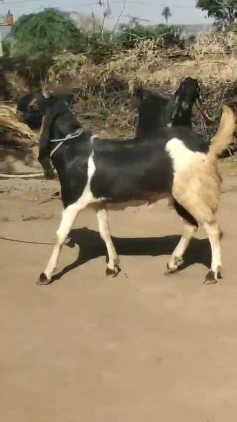 bakra image