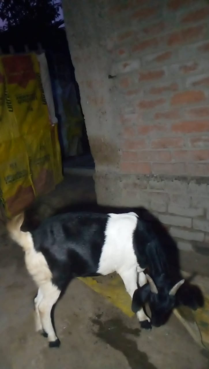 bakra image