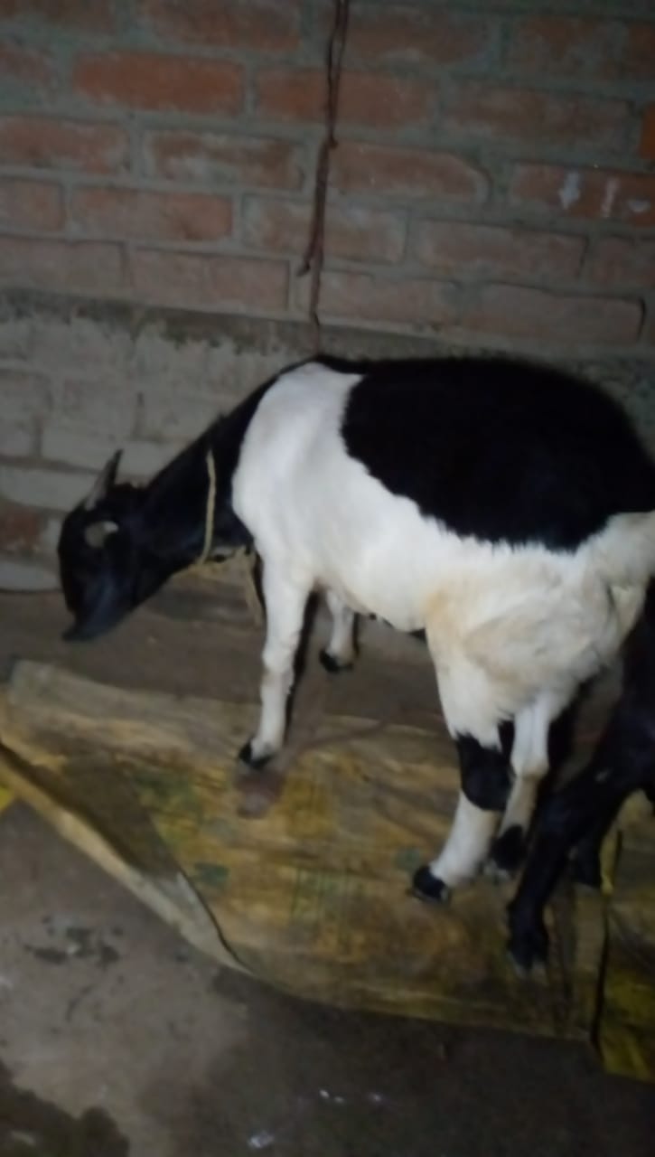 bakra image
