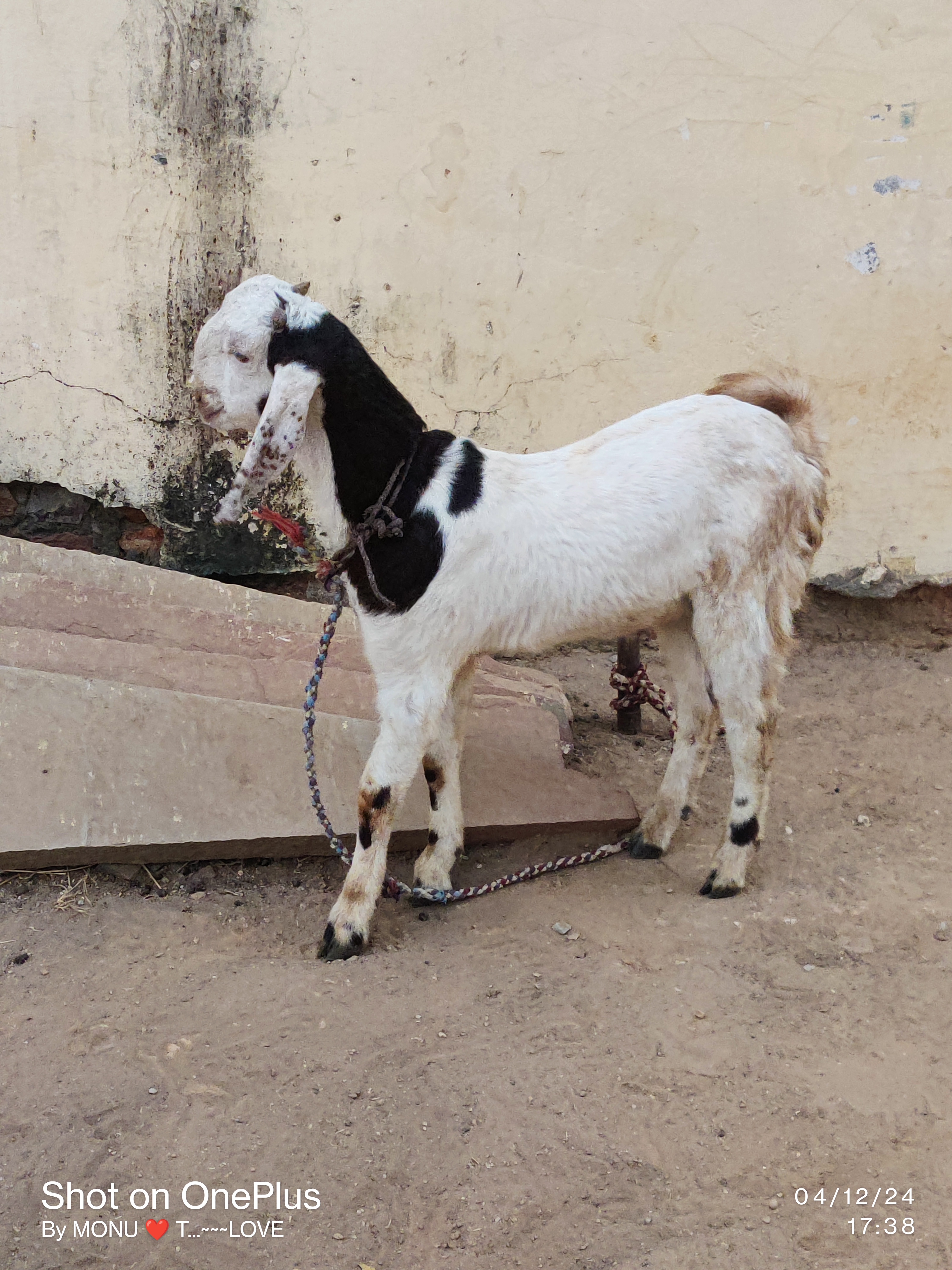 bakra image