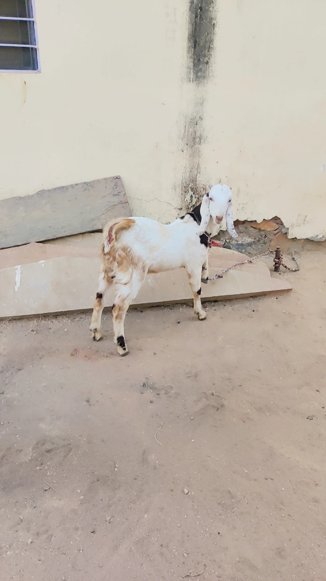 bakra image