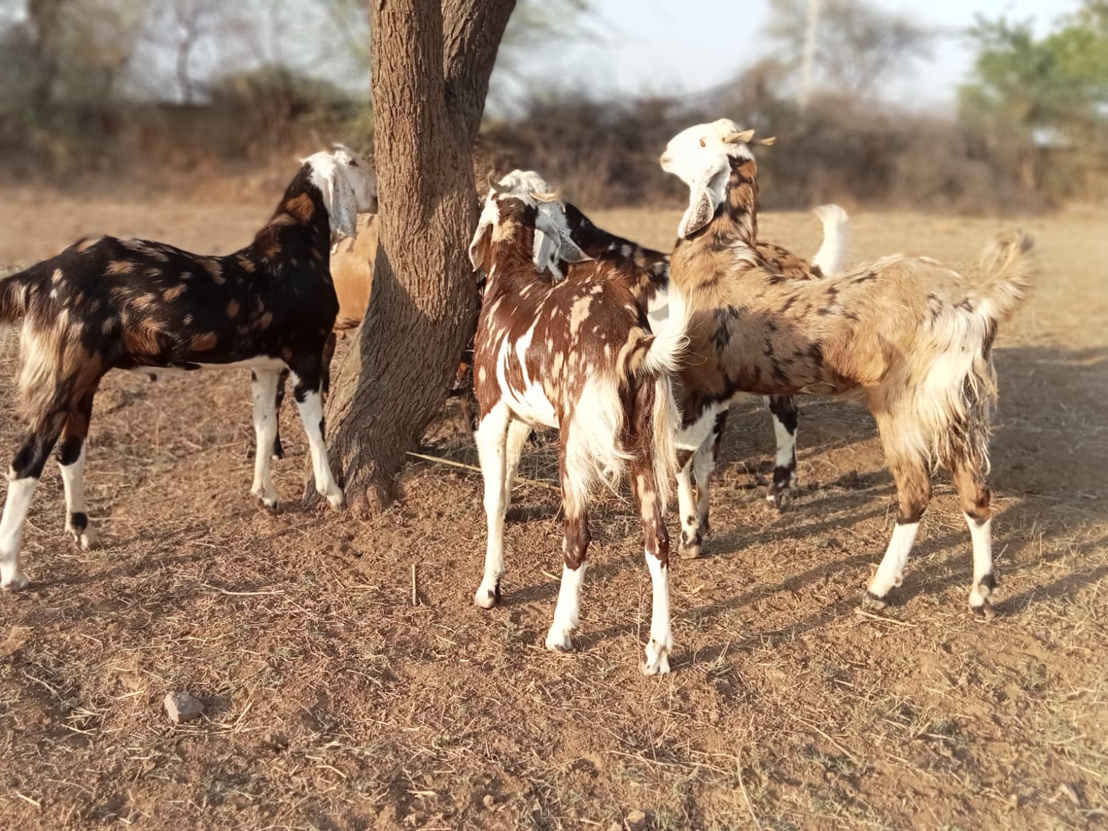 bakra image