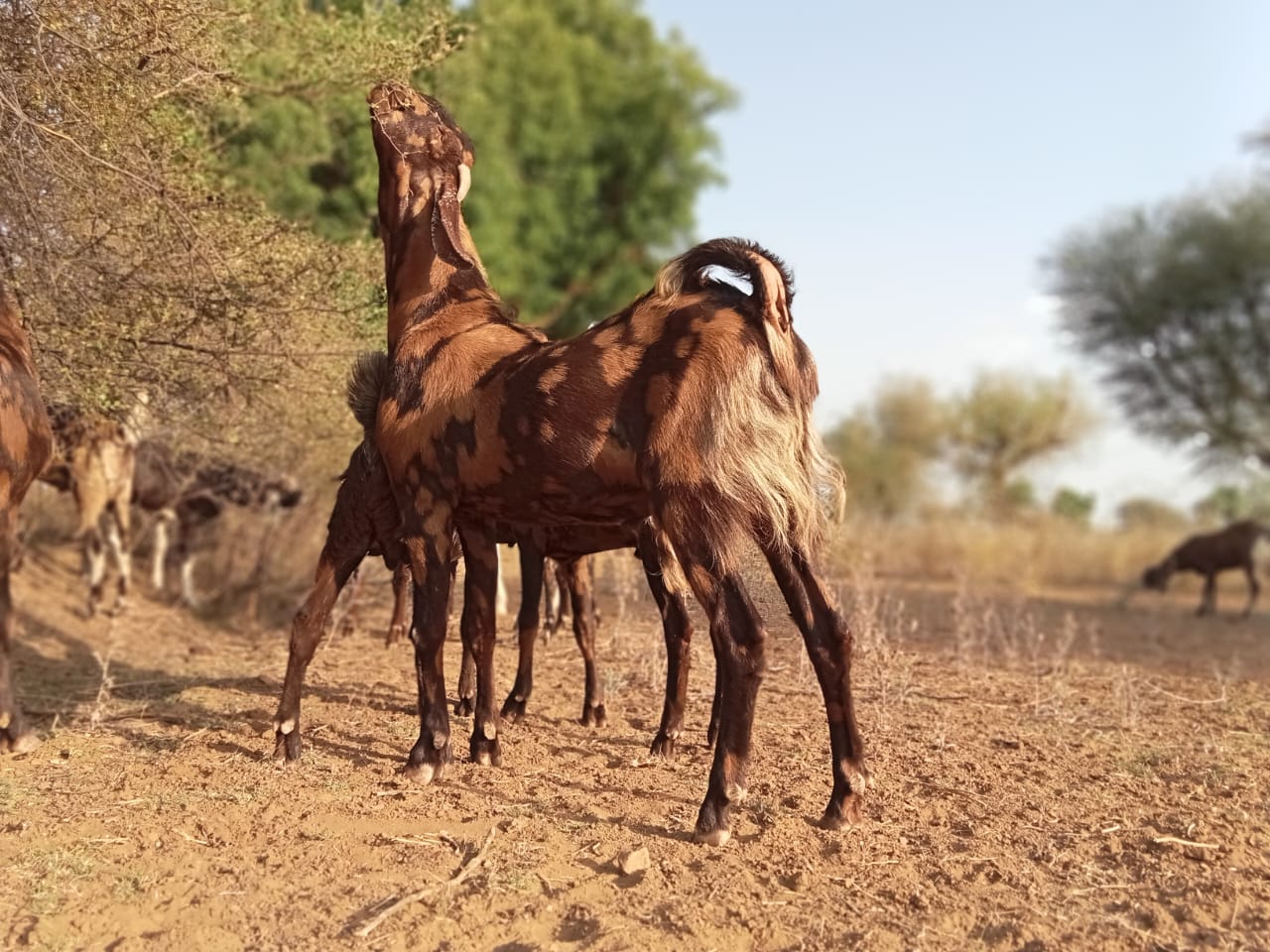 bakra image