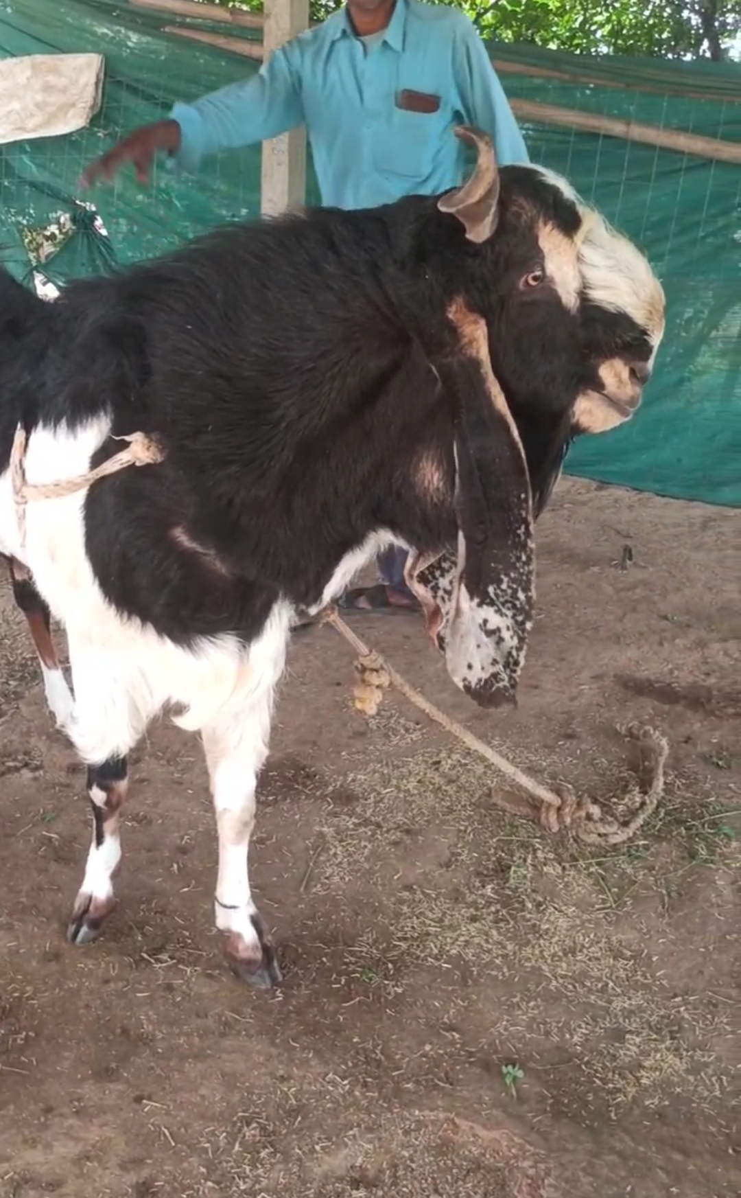 bakra image