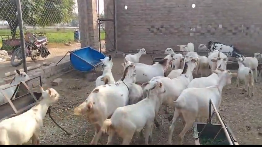 bakra image