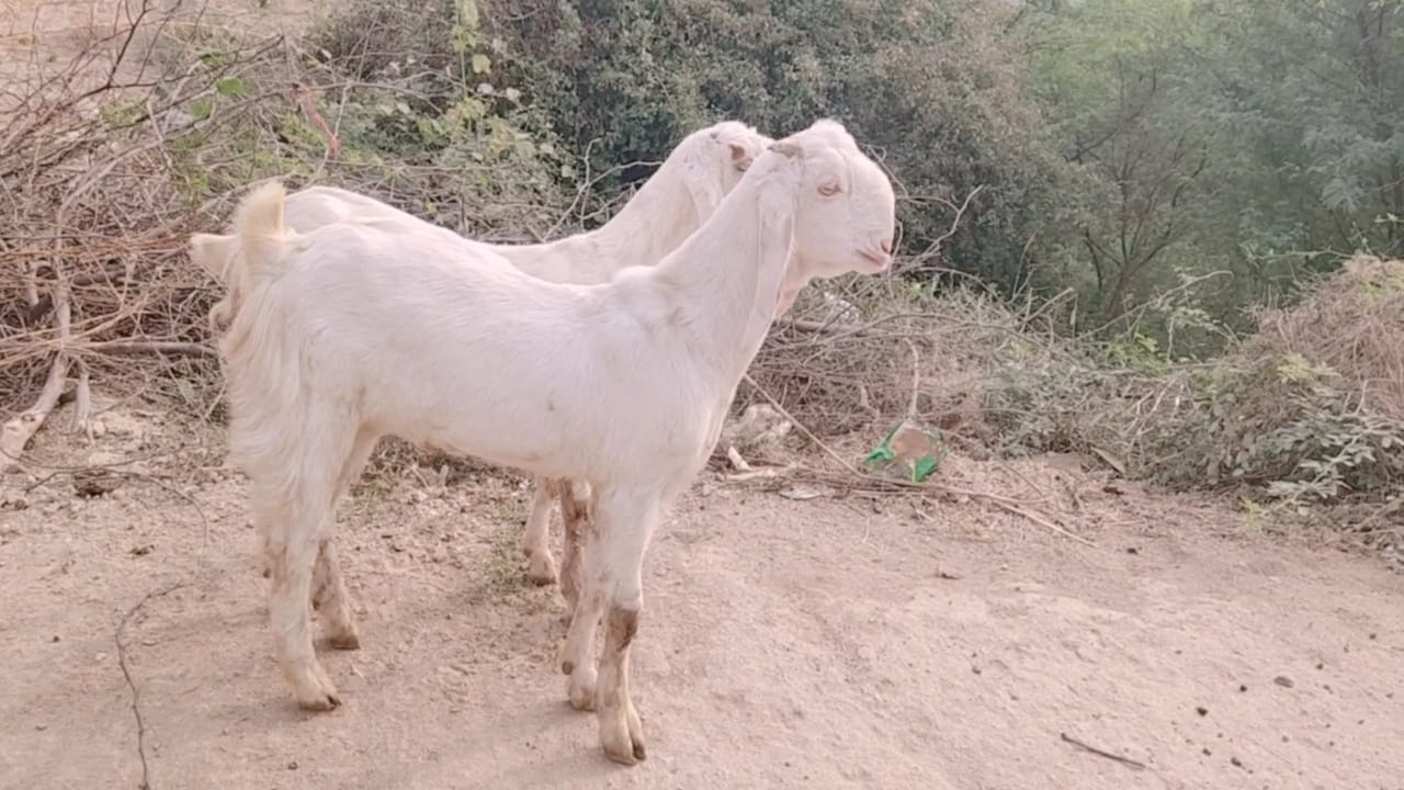 bakra image